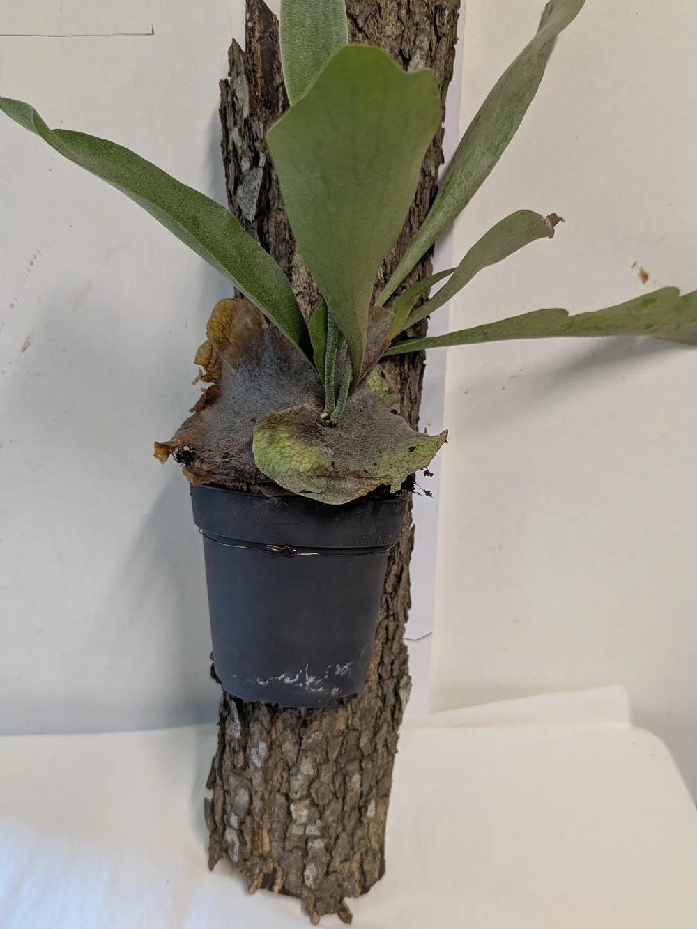 Green Mounted Staghorn Fern Plant On Natural Bark Accessory